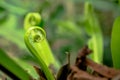 Young leaves BirdÃ¢â¬â¢s nest fern, Asplenium nidus tree Royalty Free Stock Photo